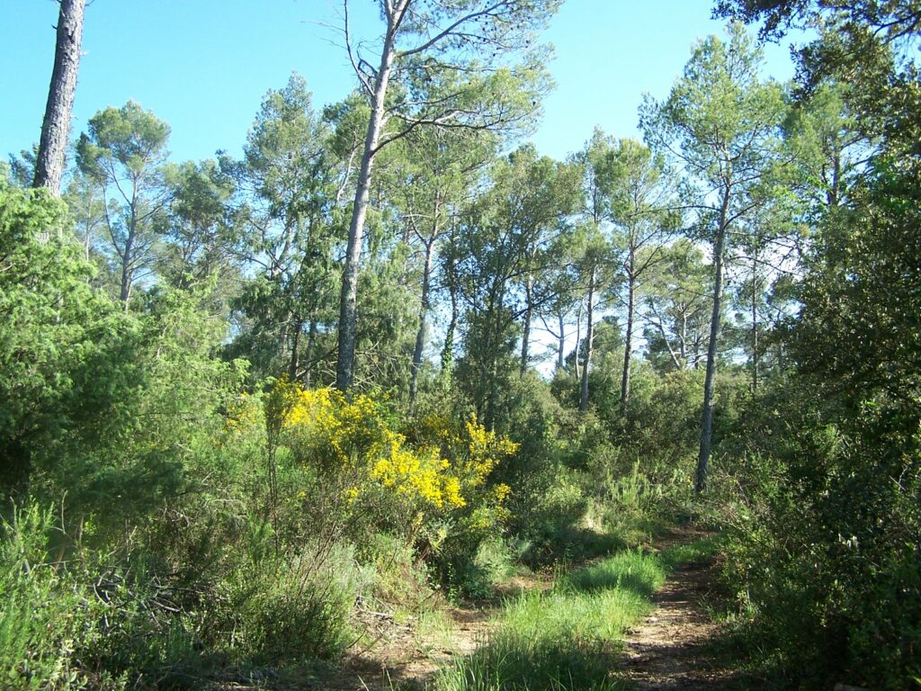 Pin d'Alep - Fransylva 83