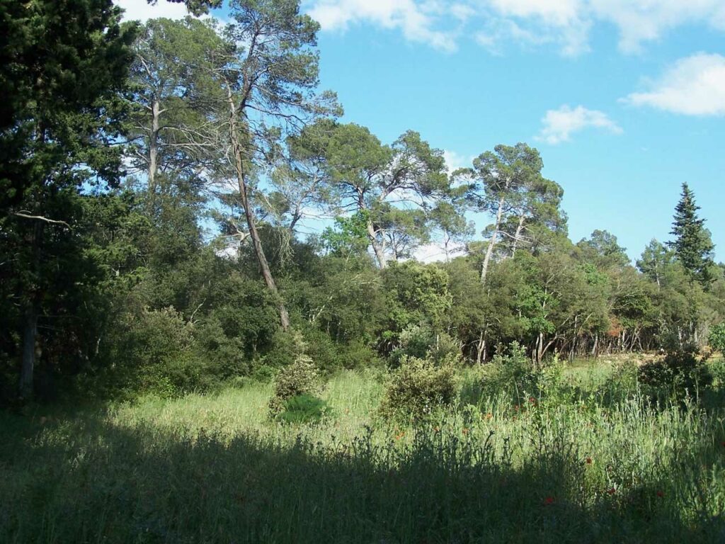 Fransylva 83